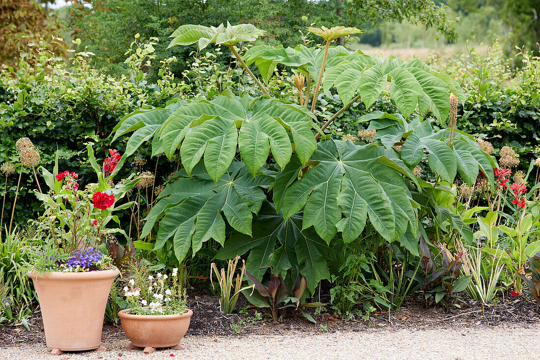 Tetrapanax papyrifer