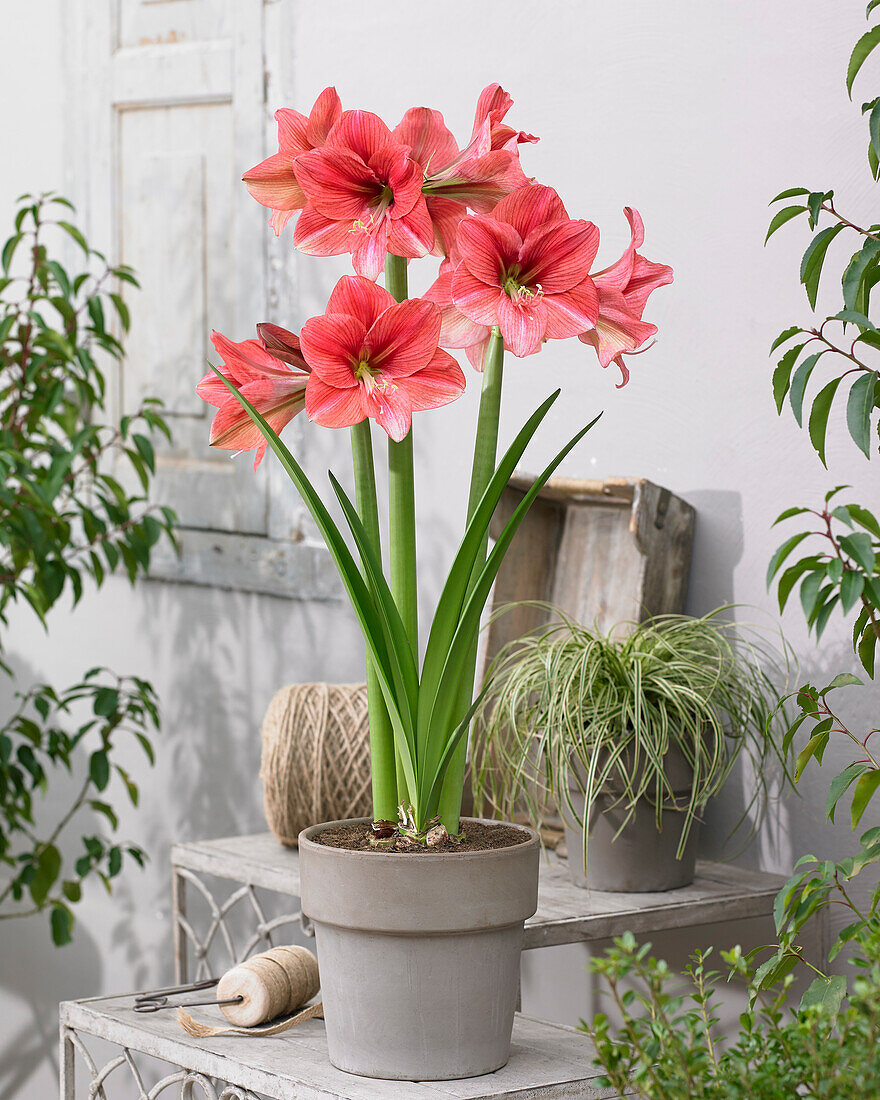 Ritterstern (Hippeastrum) 'Pink Panther'