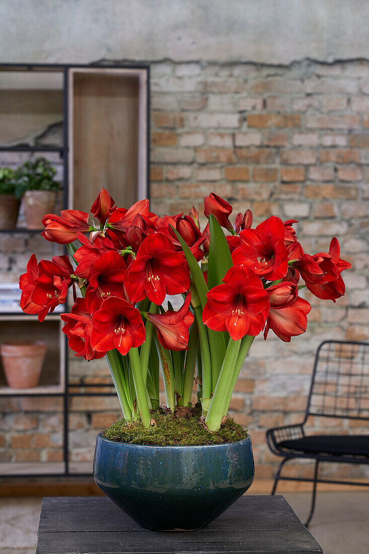Ritterstern (Hippeastrum) 'Red Rival'