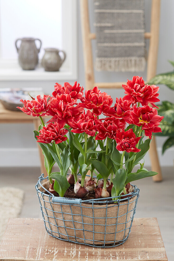 Tulpe (Tulipa) 'Willemsoord'
