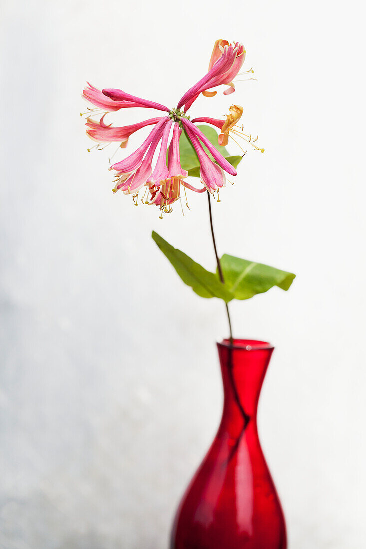 Pink flower in vase