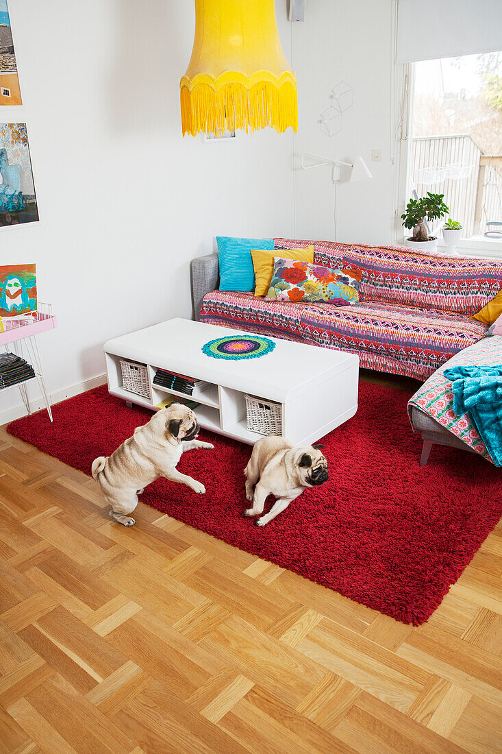 Spielende Mops-Hunde im Wohnzimmer