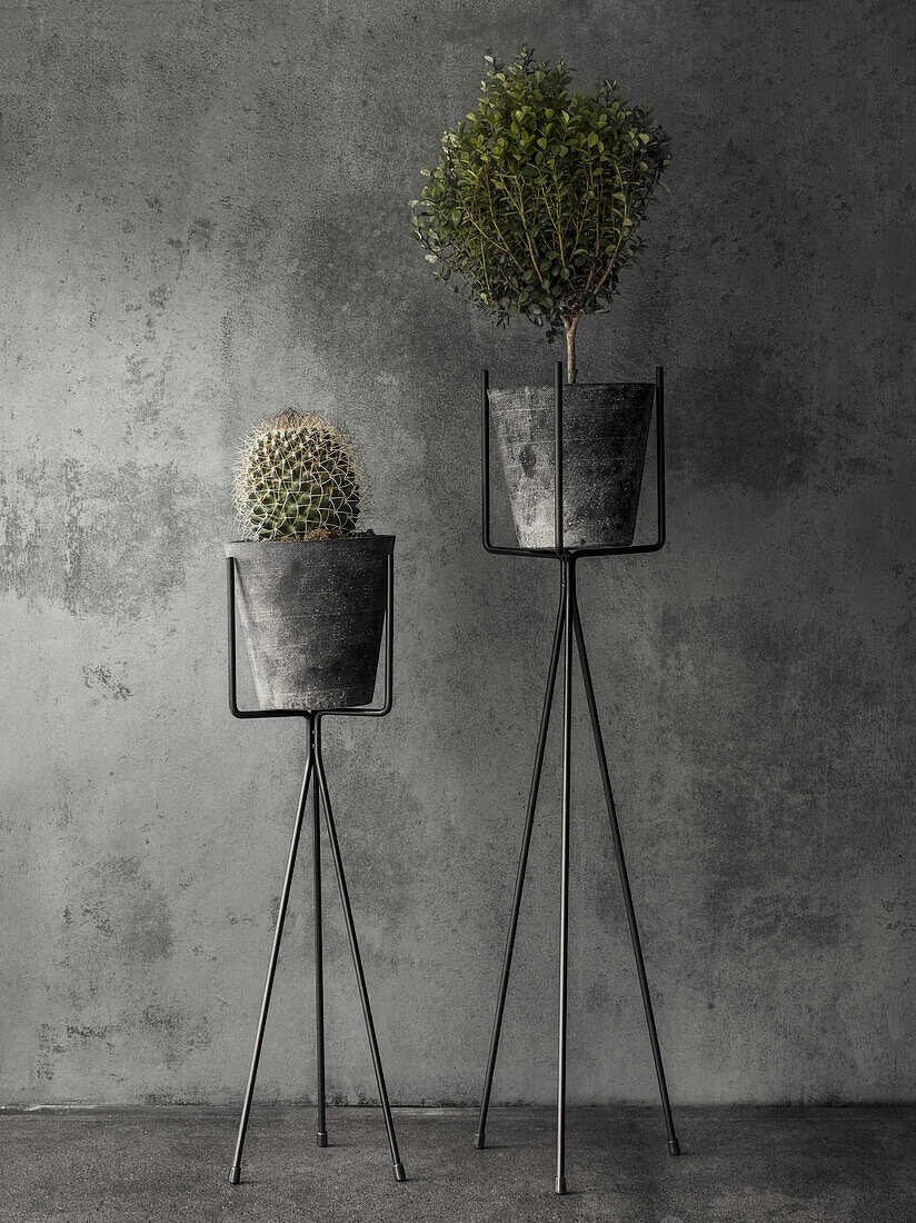 Potted plants against grey background