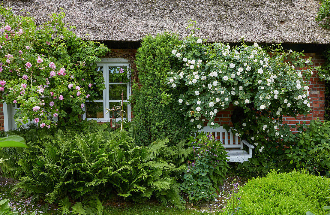 Bauernhaus mit Kletterrosen, Deutschland