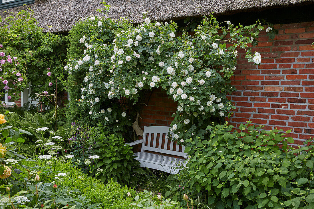 Climbing roses with garden bench at a farmhouse, Germany