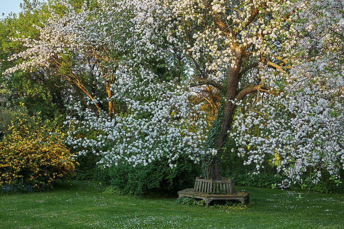 Flowering apple tree with garden tree bench around it's base, Germany