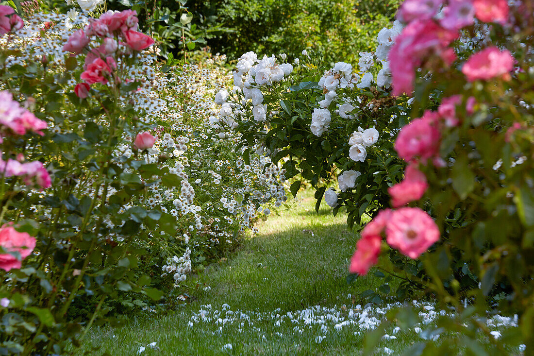 Strauchrosen im Rosengarten, Deutschland (Rosa)