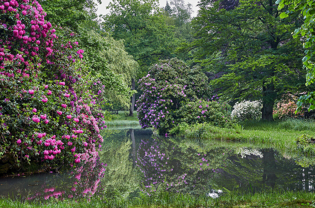 Rhododendronblüte im Breidingsgarten in Soltau, Niedersachsen, Deutschland