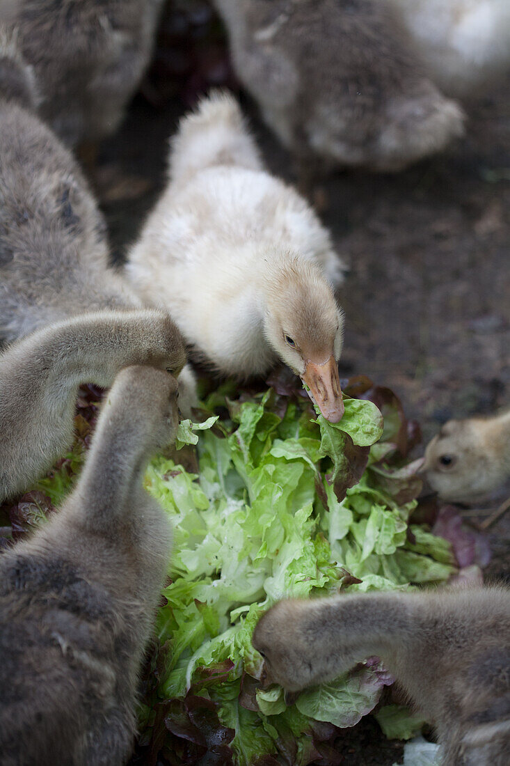 Goslings (Young geese) eating lettuce