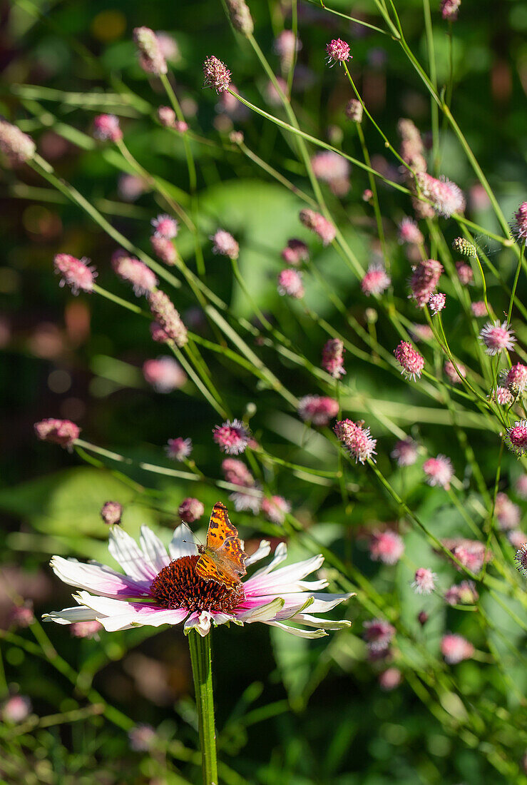 Meadow knapweed (Sanguisorba) 'Pink Tanna' and coneflower (Echinacea) 'Funky White' with butterfly in the garden