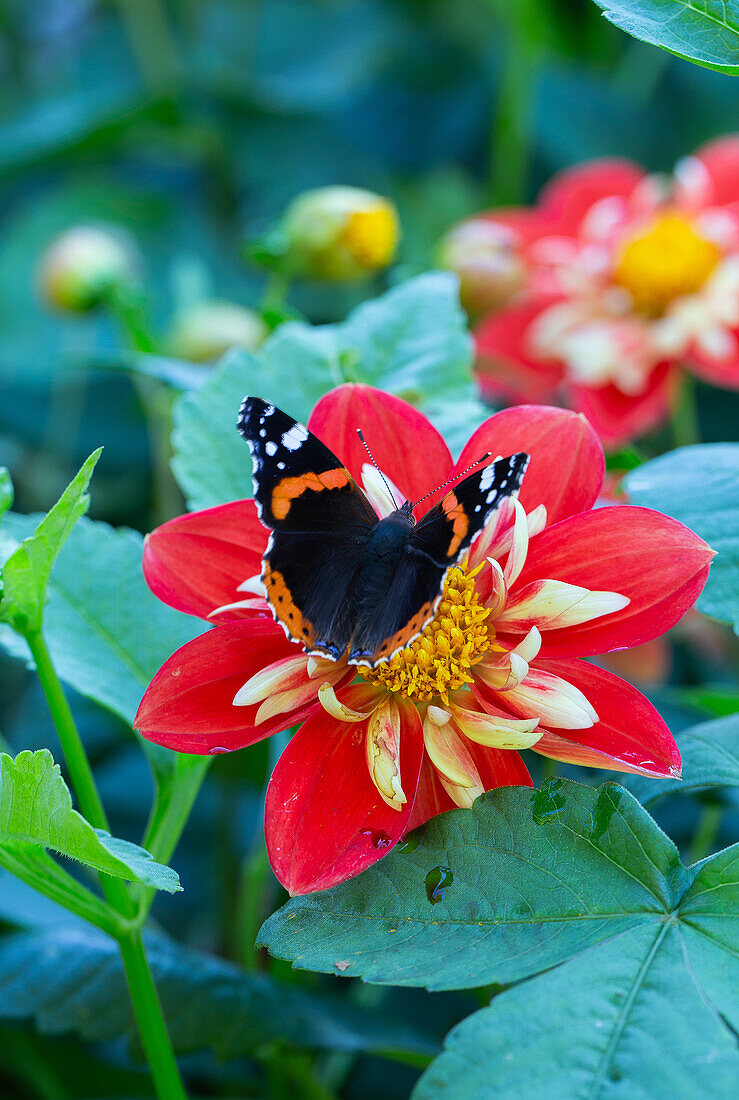 Dahlie 'Sunny Reggae' (Dahlia) mit Schmetterling im Beet