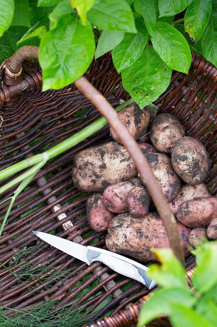 Freshly harvested potatoes with knife in basket