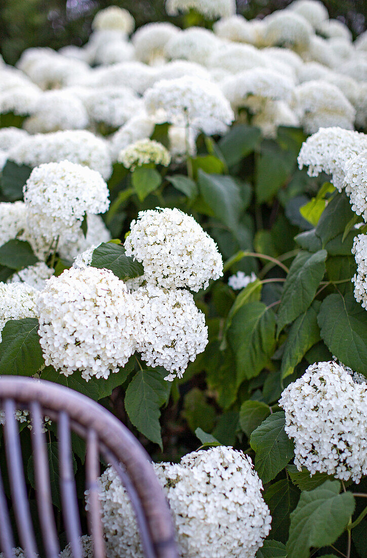 White hydrangea in the bed