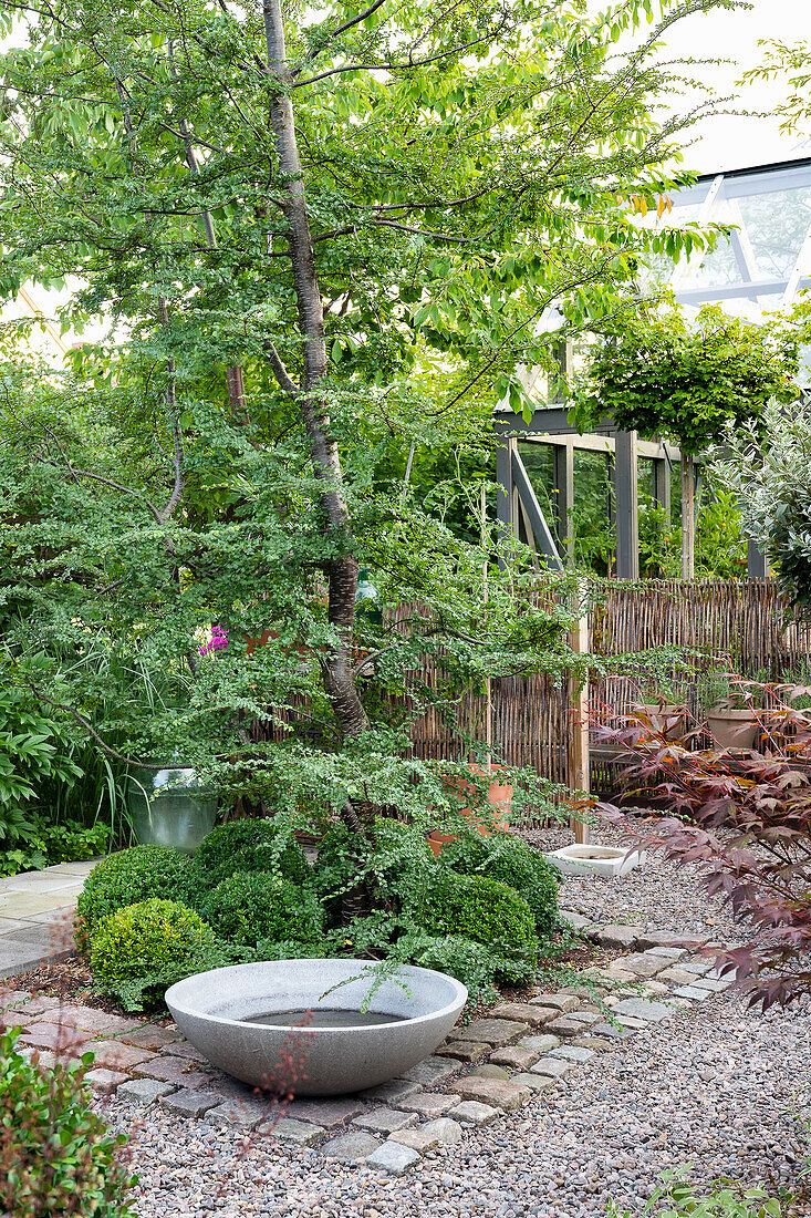 Box tree, garden path and bird bath
