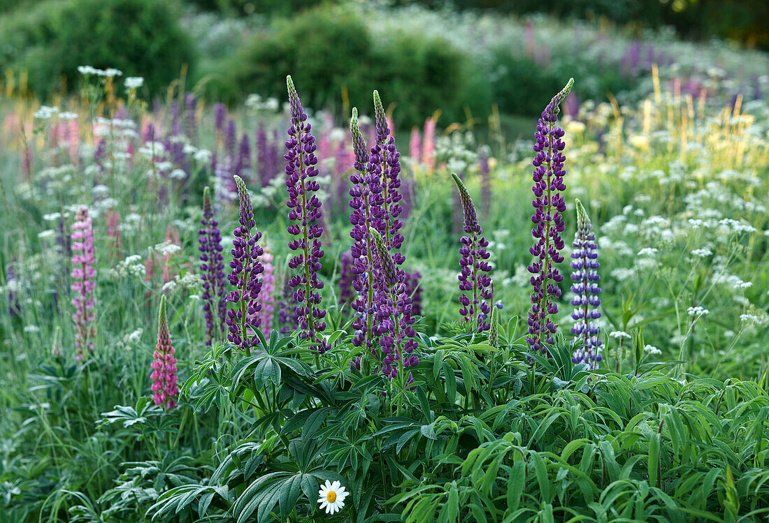 Lupines (Lupinus) in a natural garden, Germany