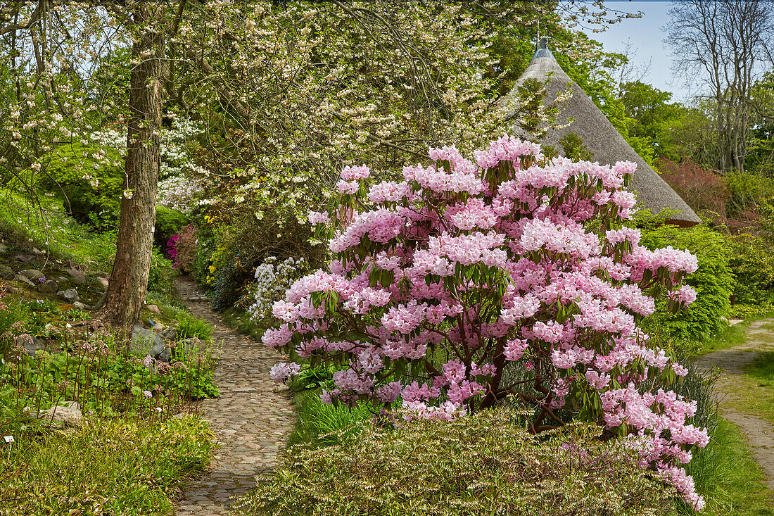 Lily of the valley tree and rhododendron in the Botanical Garden, Rostock, Mecklenburg-Western Pomerania, Germany