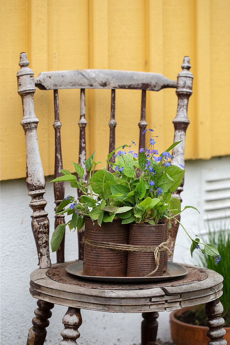 Rusty metal tins with blue-eyed Mary (Omphalodes verna) on a wooden chair