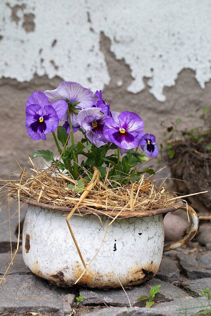 Old pot with straw and pansies (Viola Wittrockiana)
