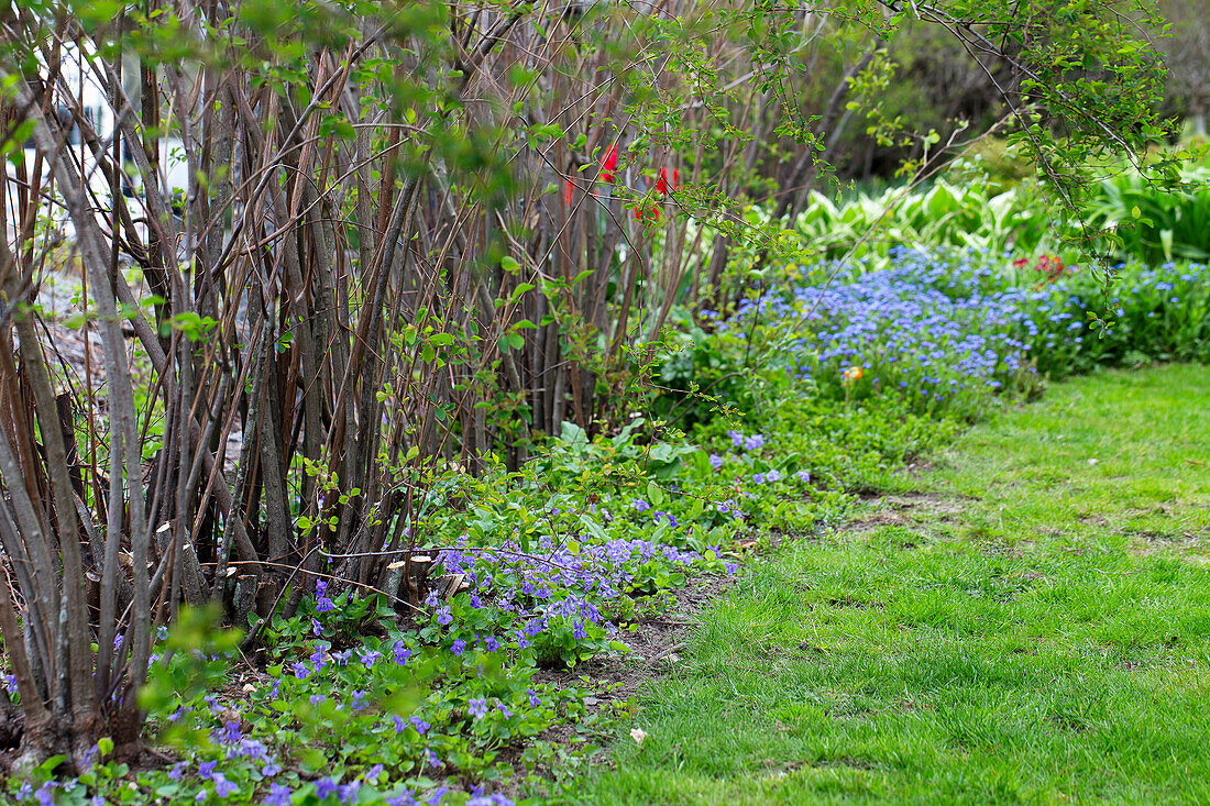 Spirea bush (Spirea) and violet (Viola) in the flower bed in the garden