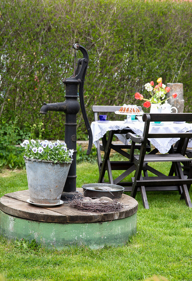 Zinc bucket with pansies (Viola Wittrockiana) on an old water pump, table setting in the background