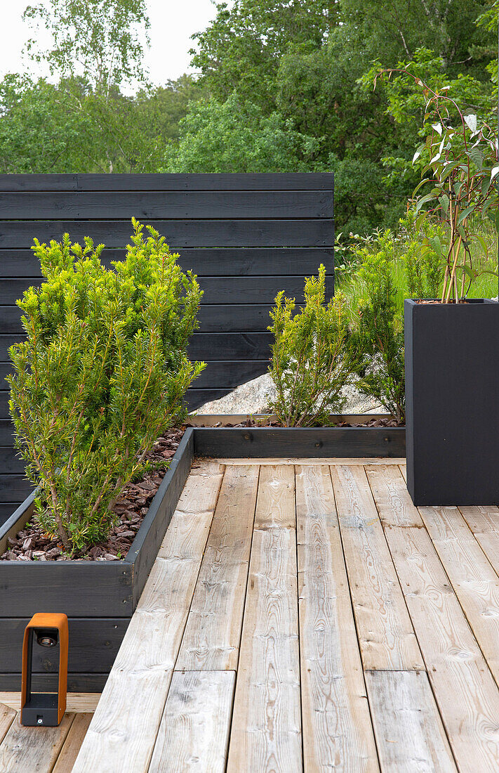 Wooden terrace surrounded by deep planters with yew hedge (Taxus)