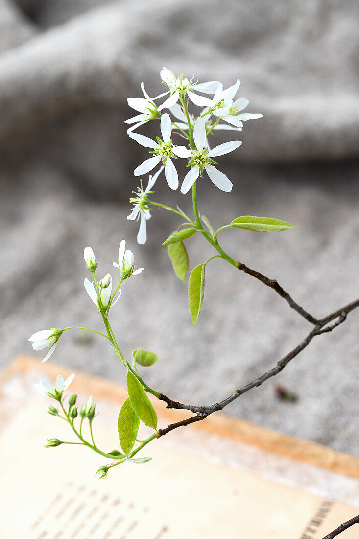 Blühender Zweig von der Hainbuche (Carpinus betulus)