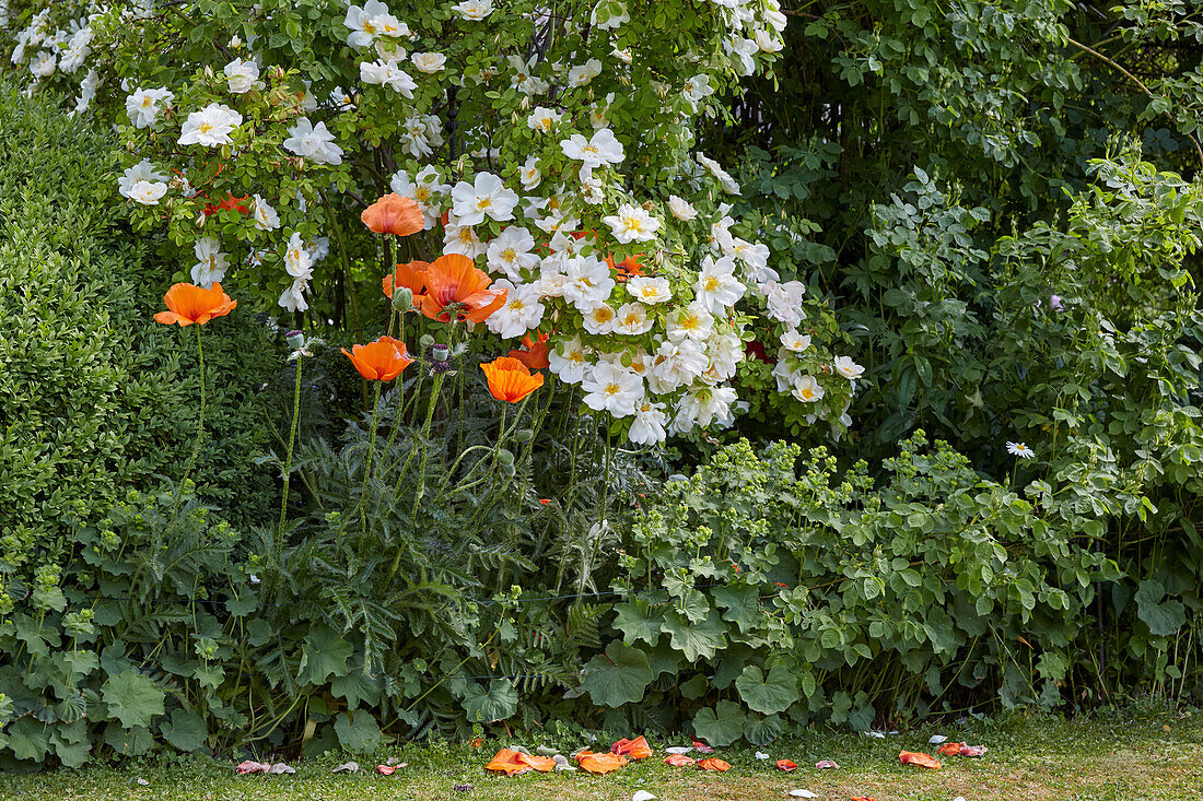 Strauchrose (Rosa) 'Nevada' und Mohnblumen Papaver)