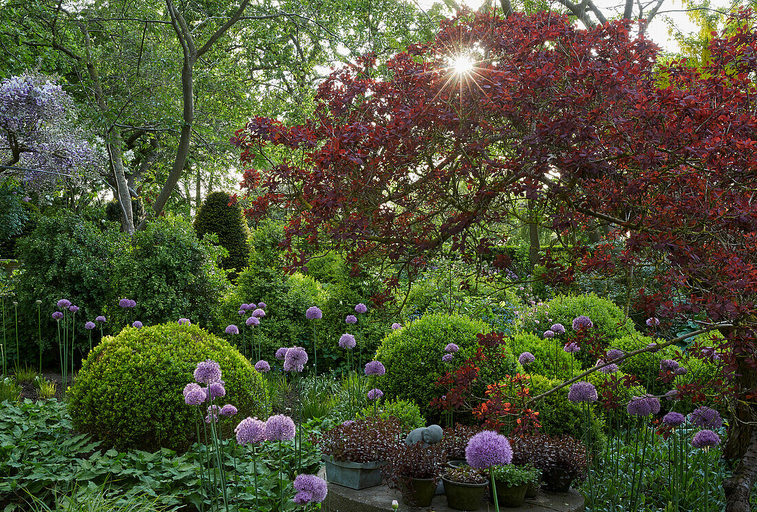 Garden with box tree and allium, Germany