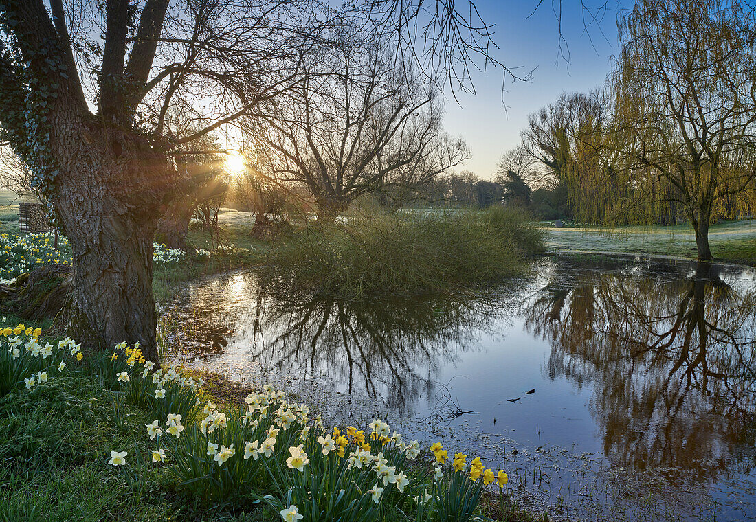 Daffodils (Narcissus) blooming at the garden pond at sunset, Germany