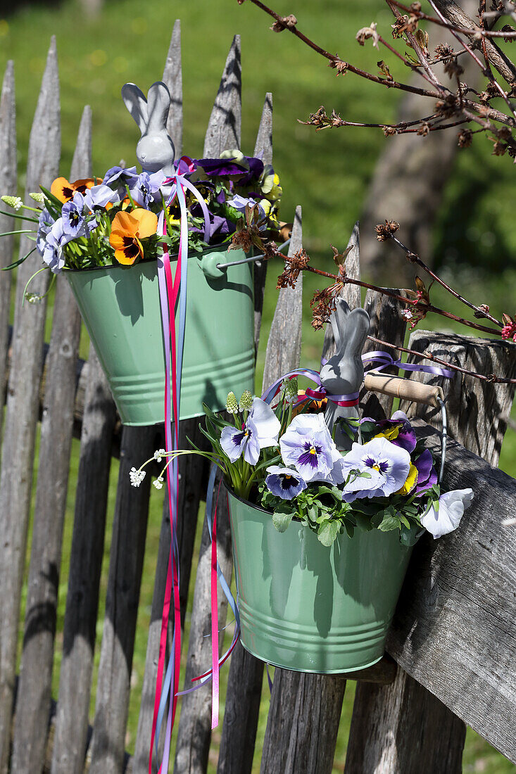 Pansies (Viola Wittrockiana) with Easter bunny in green buckets on the garden fence