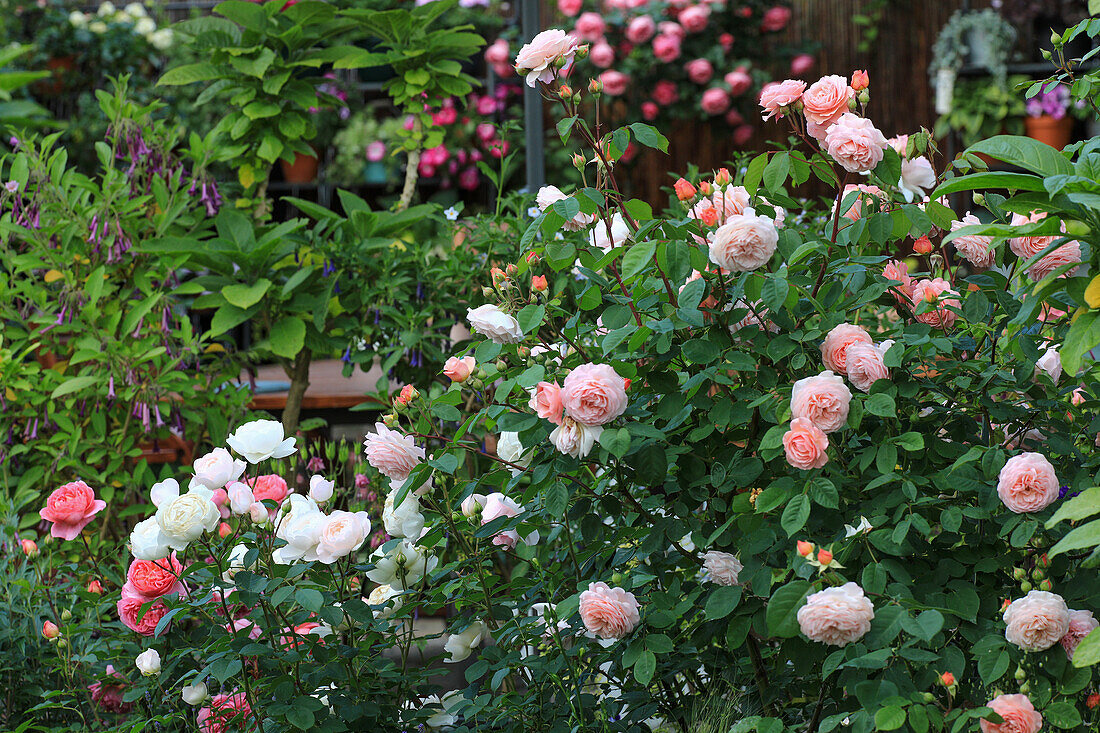 Various English roses frame the terrace