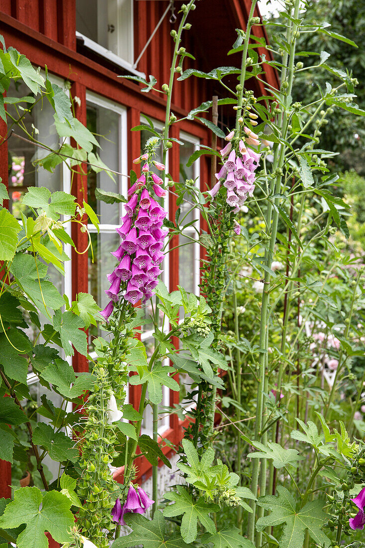 Foxgloves (digitalis) in front of the house