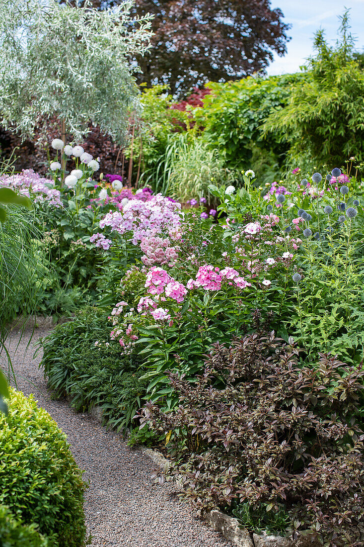 Blooming garden path with perennials in August in Markaryd