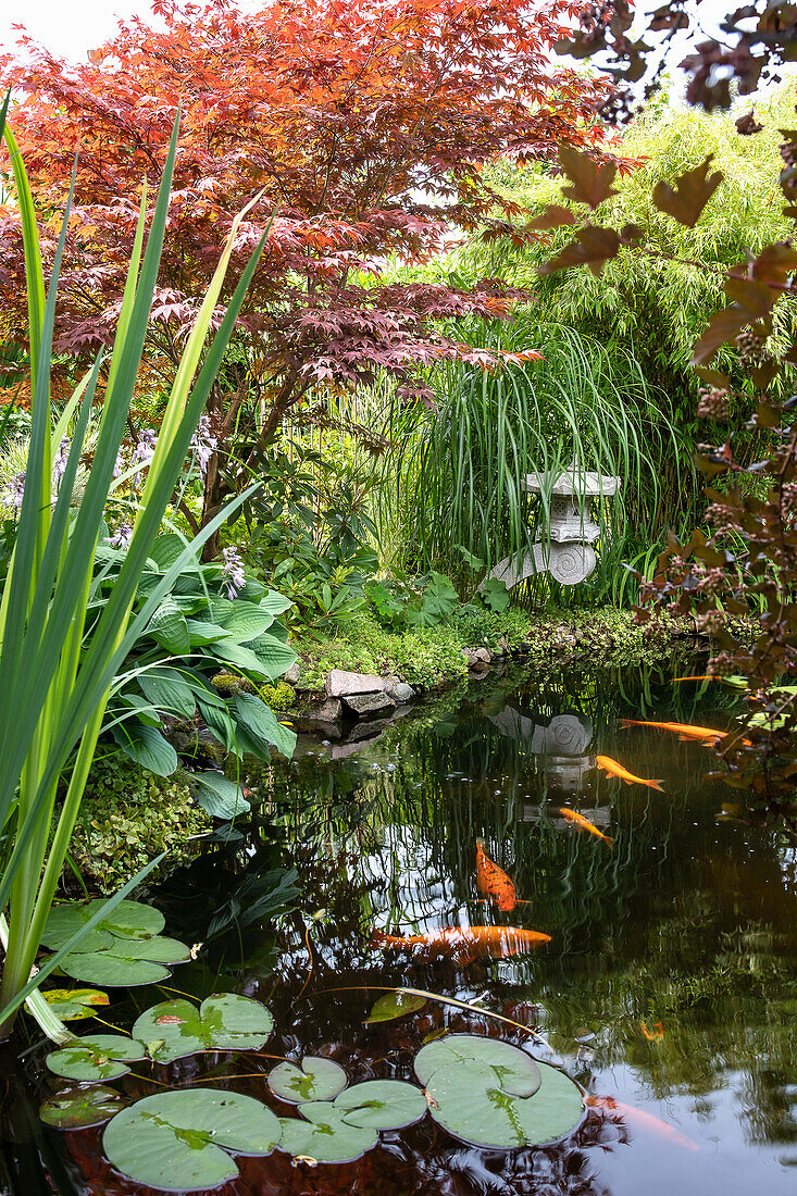 Gartenteich mit Koi-Fischen und Seerosenblättern