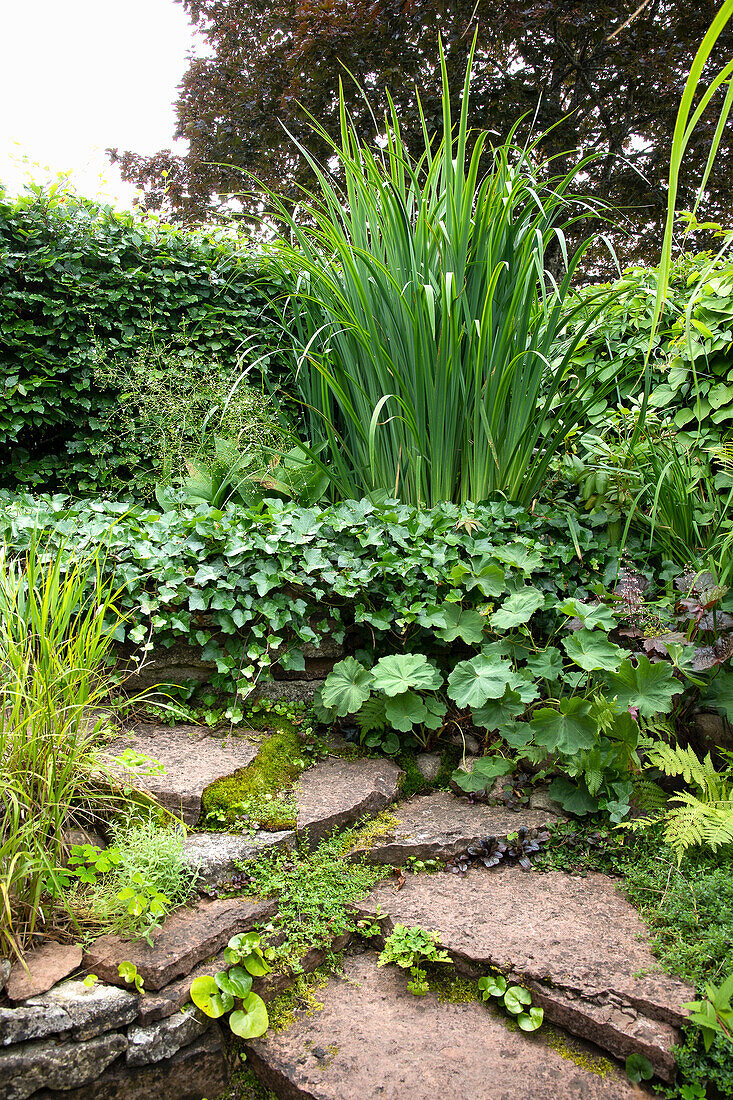 Stone steps with varied planting