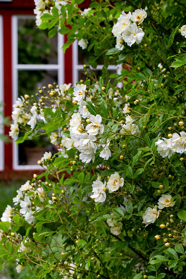 Weiß blühende Rosen (Rosa helenae)
