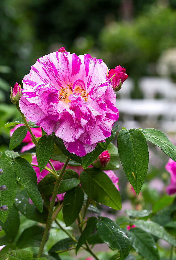 Historical Rose 'Rosa Mundi'