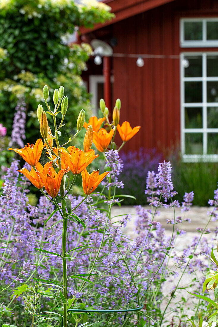 Orange lilies and catnip in the garden