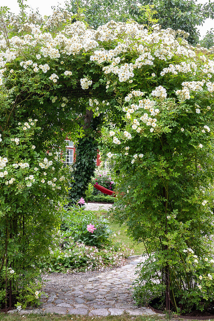 Gartenportal mit weiß blühenden Rosen (Rosa helenae)