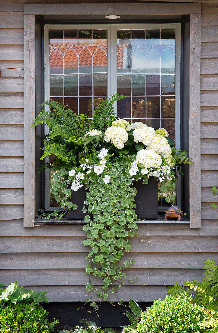 Plants on the outside windowsill