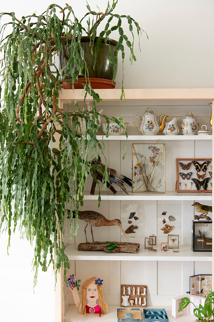 Plant on shelf with vintage objects