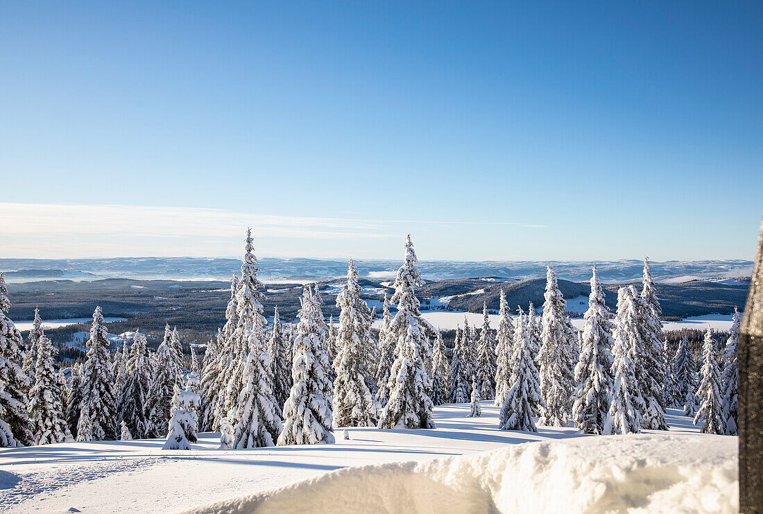 Verschneite Tannen mit Ausblick auf Hügellandschaft im Winter