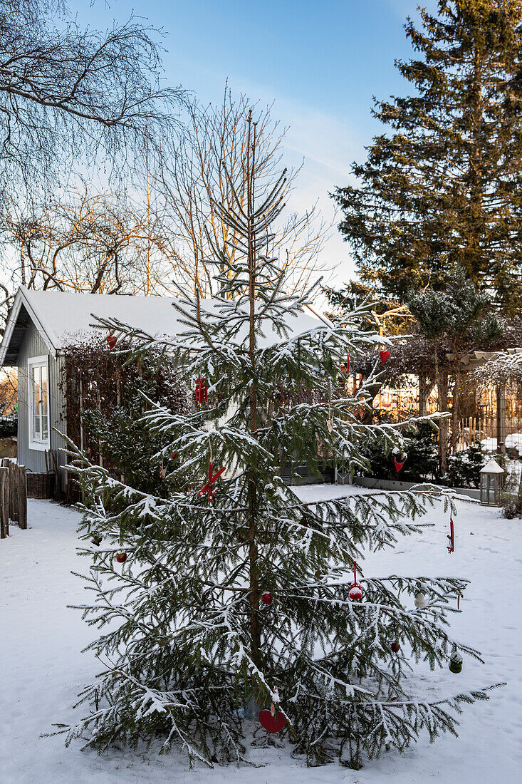 Christmas tree in a snow-covered garden with red decorations