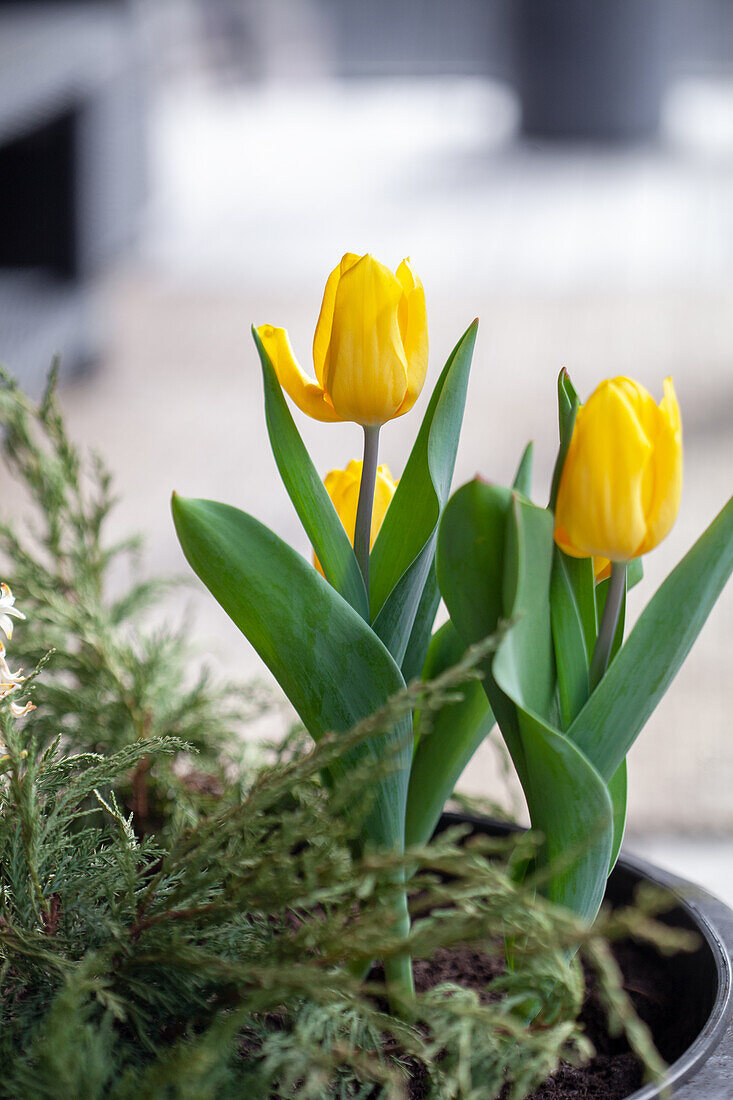 Blühende gelbe Tulpen
