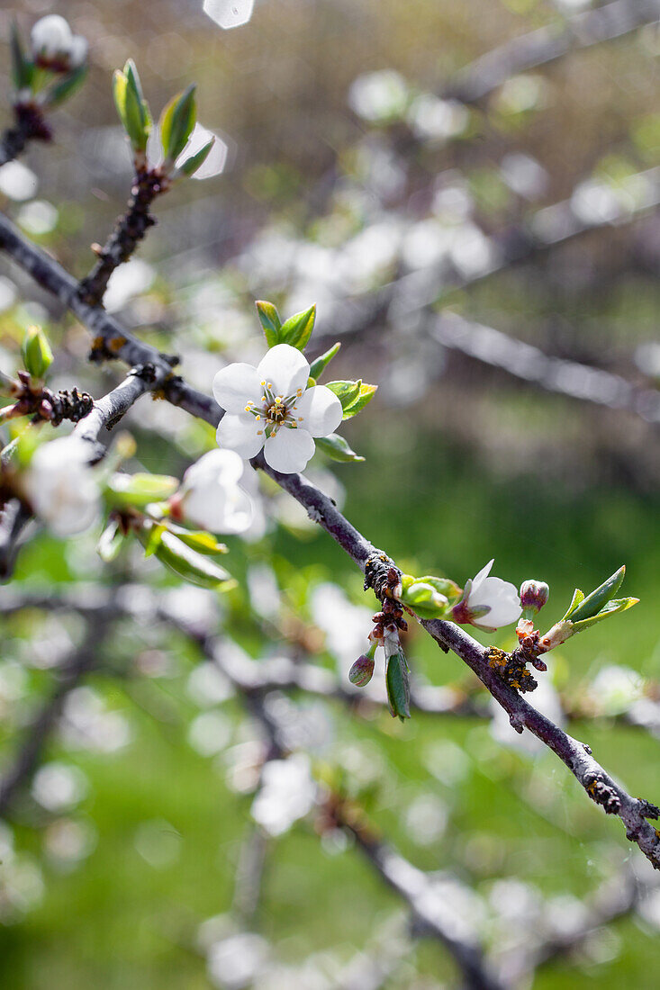 Blühender Pflaumenbaum im Frühling
