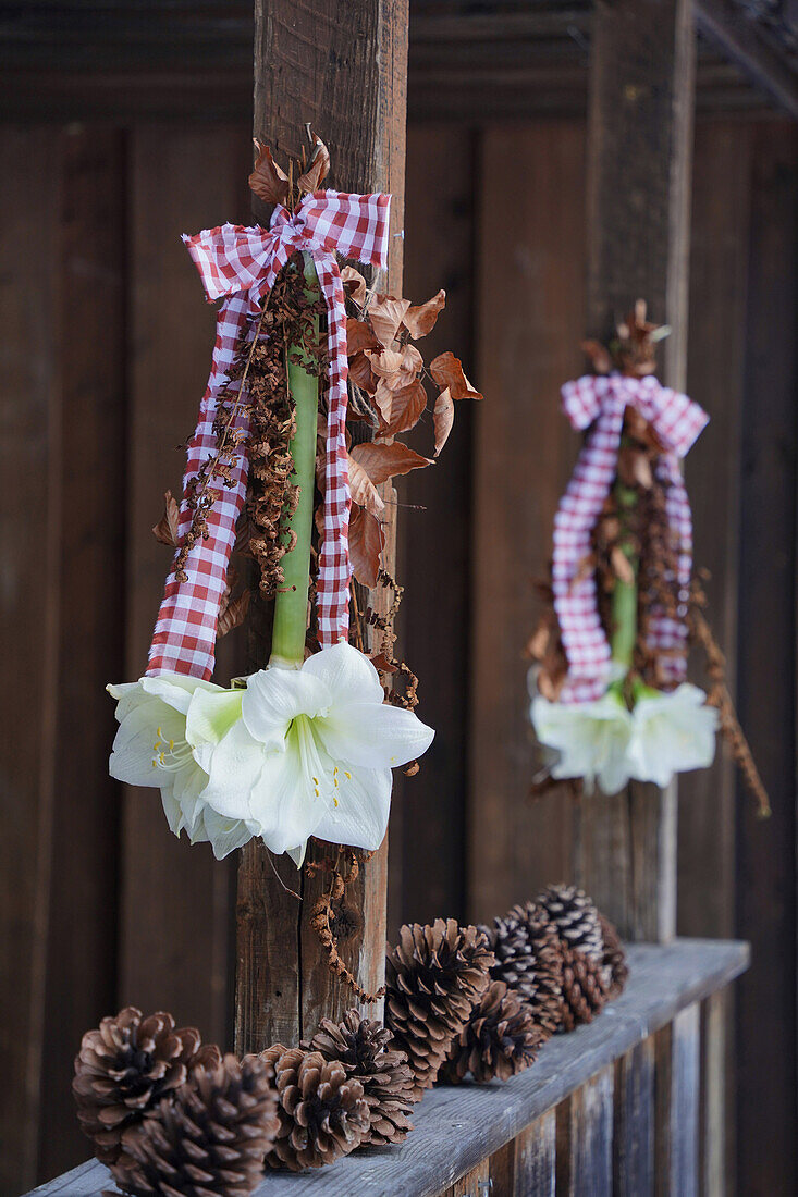 Hanging white amaryllis decorated with dried copper beech and fern branches