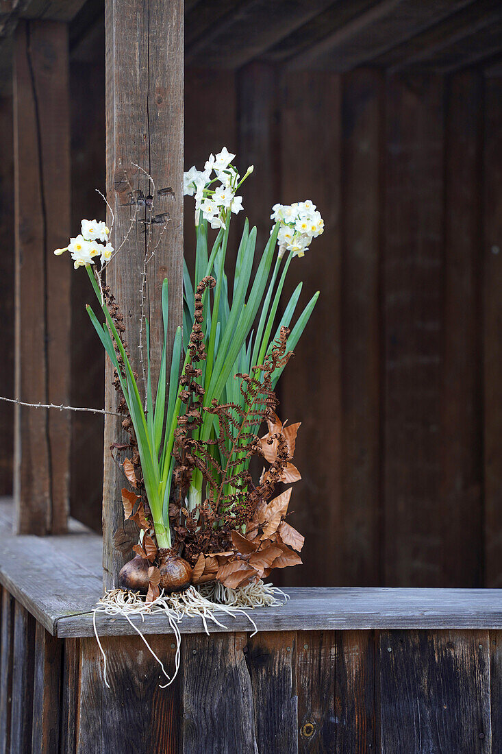 Flowering tazette daffodil tubers decorated with dried copper beech, fern and larch twigs