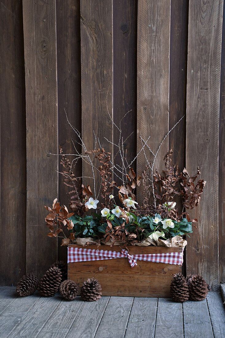 Christmas roses (Helleborus niger) in a wooden box with checkered fabric, dried beech and fern branches, larch branches and pine cones in front of a wooden wall