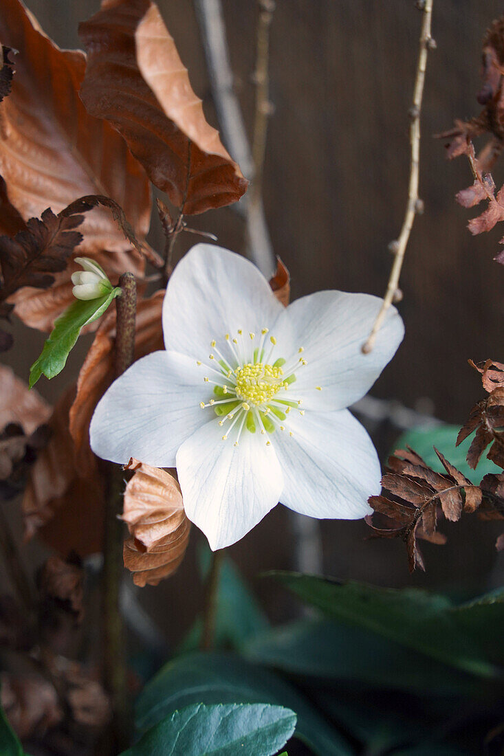 Blossom of Christmas rose (Helleborus niger), dried beech and fern branches