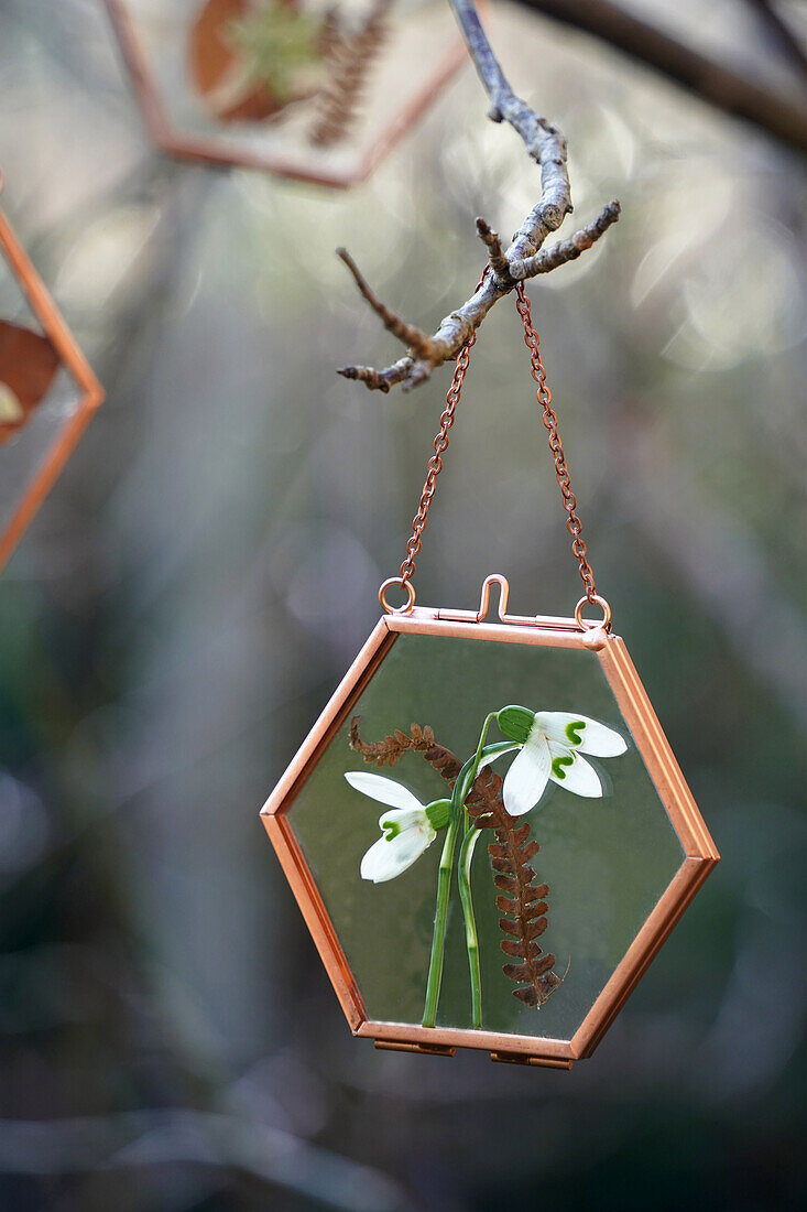 Schneeglöckchen (Galanthus) in kupferfarbenem Glasrahmen zum Aufklappen, dekoriert mit getrockneten Farnblättern, hängt in einem Baum